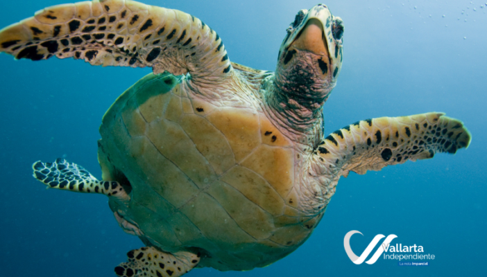 tortugas en puerto vallarta