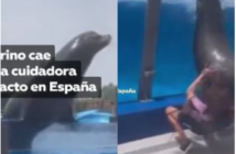 viral video del lobo marino que le cae encima a su entrenadora