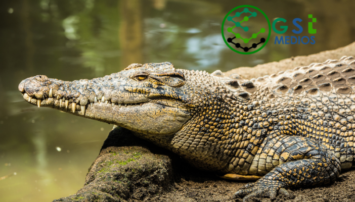 como evitar ataques de cocodrilos