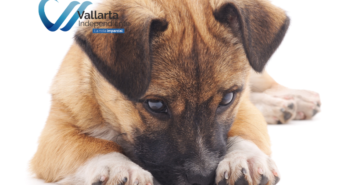 crimenes comtidos por mujeres