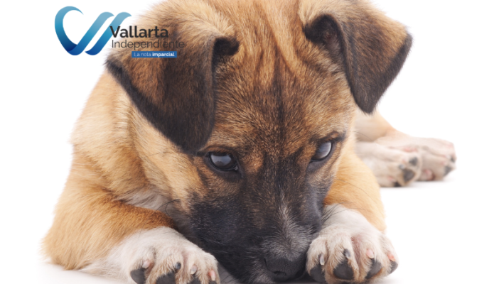 crimenes comtidos por mujeres