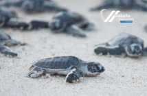 ¿Cuándo es la liberación de tortugas en Puerto Vallarta?