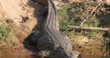 playas cocodrilo de puerto vallarta