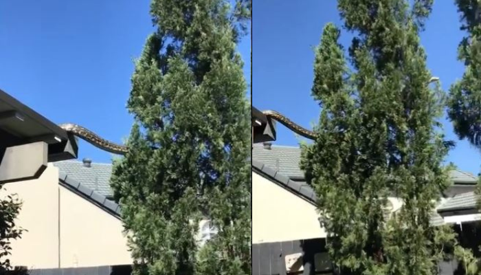 videos virales de serpientes