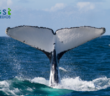 Avistamiento de ballenas en Nayarit
