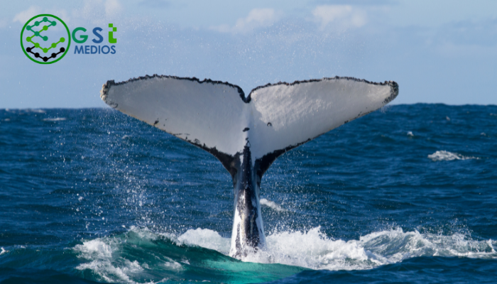 Avistamiento de ballenas en Nayarit
