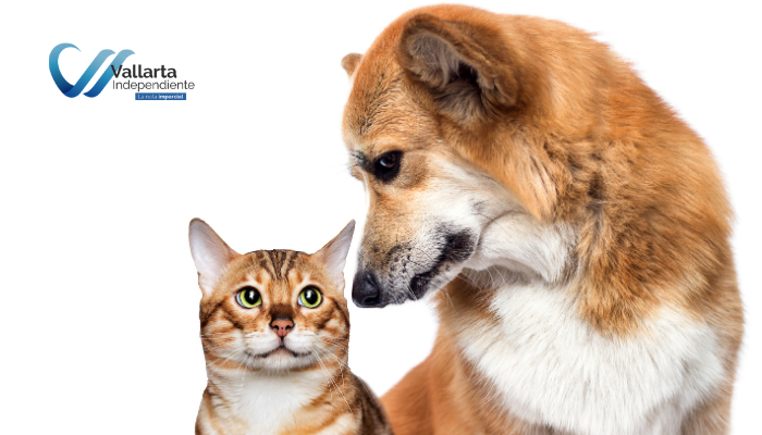 campaña de esterilización gratuita en Puerto Vallarta