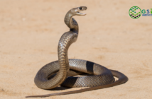 que debo hacer si encuentro una serpiente