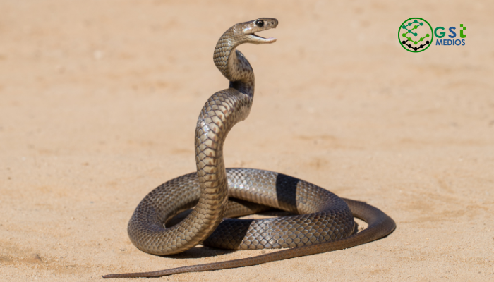 que debo hacer si encuentro una serpiente