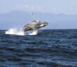 Ballenas arriban a las aguas de Puerto Vallarta, ¿cuándo podrás verlas?