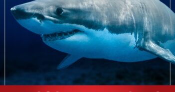 Tiburones, riesgo latente en costas de Nayarit: Protección Ciudadana