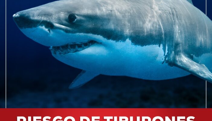 Tiburones, riesgo latente en costas de Nayarit: Protección Ciudadana