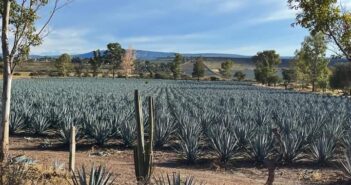 A la baja precio del agave tequilero