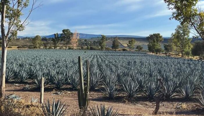 A la baja precio del agave tequilero