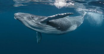 Crean prácticas de salvamento de cetáceos en Bahía de Banderas