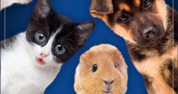Senado aprueba la promoción de clínicas veterinarias públicas