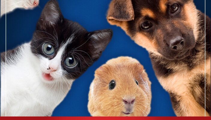 Senado aprueba la promoción de clínicas veterinarias públicas