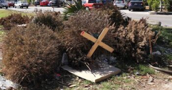 Campaña de recolección de Arbolitos de Navidad en Puerto Vallarta