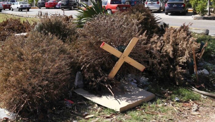 Campaña de recolección de Arbolitos de Navidad en Puerto Vallarta