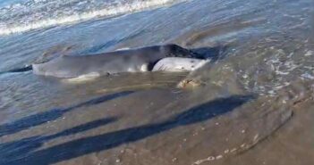 Encuentran cría de ballena jorobada varada en Nuevo Vallarta