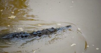 Continúan avistamientos de cocodrilos en Bahía de Banderas