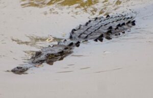 Continúan avistamientos de cocodrilos en Bahía de Banderas