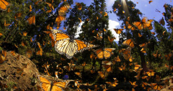 El santuario de la mariposa monarca; un trabajo de 40 años