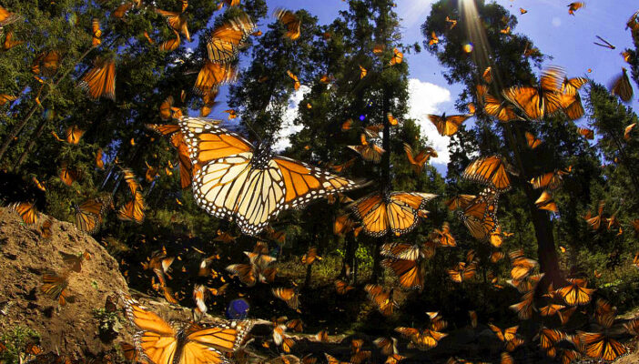 El santuario de la mariposa monarca; un trabajo de 40 años