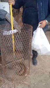 Capturan serpiente limacoa en la colonia Guadalupe Victoria