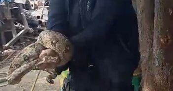 Capturan serpiente limacoa en la colonia Guadalupe Victoria