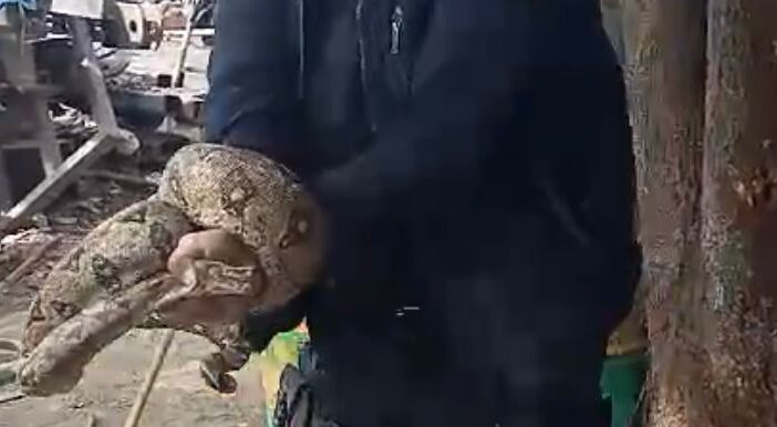 Capturan serpiente limacoa en la colonia Guadalupe Victoria