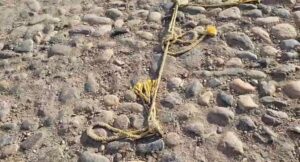 El gran riesgo que representa el Río Cuale para las viviendas cercanas