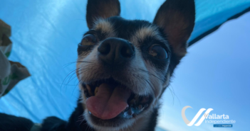 Anuncian campaña de esterilización gratuita en Puerto Vallarta