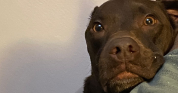 Habrá jornada para adoptar perros en Puerto Vallarta