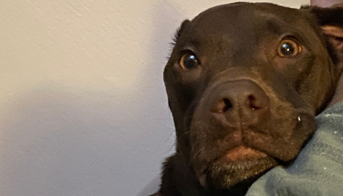 Habrá jornada para adoptar perros en Puerto Vallarta