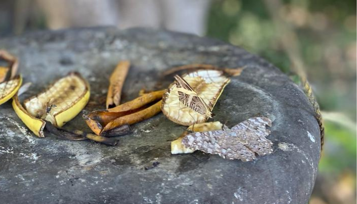 Mariposario Jardín Mágico Puerto Vallarta