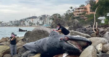 Encuentran un ballenato muerto en Conchas Chinas