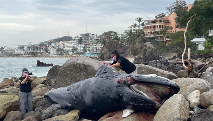 Encuentran un ballenato muerto en Conchas Chinas