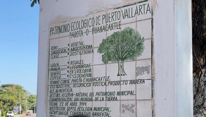 El Huanacaxtle en Paseo de las Gaviotas considerado Patrimonio Ecológico de Puerto Vallarta