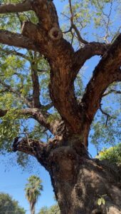 El Huanacaxtle en Paseo de las Gaviotas considerado Patrimonio Ecológico de Puerto Vallarta