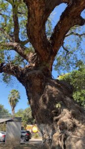 El Huanacaxtle en Paseo de las Gaviotas considerado Patrimonio Ecológico de Puerto Vallarta