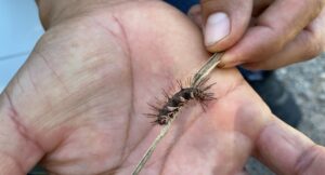 Mariposario Jardín Mágico Puerto Vallarta
