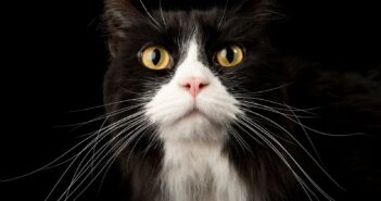 Habrá esterilización gratuita para perros y gatos en Puerto Vallarta