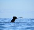 Ballenas ECOBAC