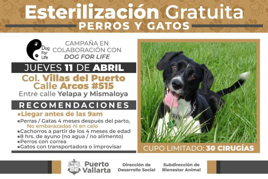 Campaña de esterilización gratuita en Puerto Vallarta 1 esterilización.