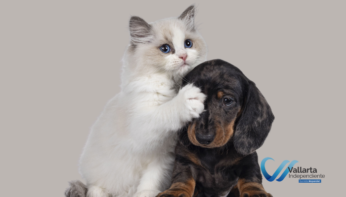 esterilización gratuita