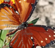 Mariposa Reina con aberración melánica nace en el Mariposario Jardín Mágico Puerto Vallarta