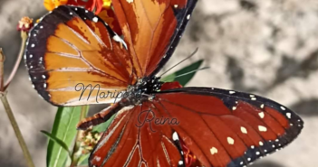 Mariposa Reina con aberración melánica nace en el Mariposario Jardín Mágico Puerto Vallarta