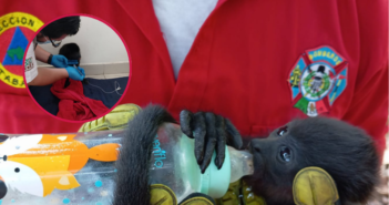 Monos saraguatos mueren por altas temperaturas en el sur de México