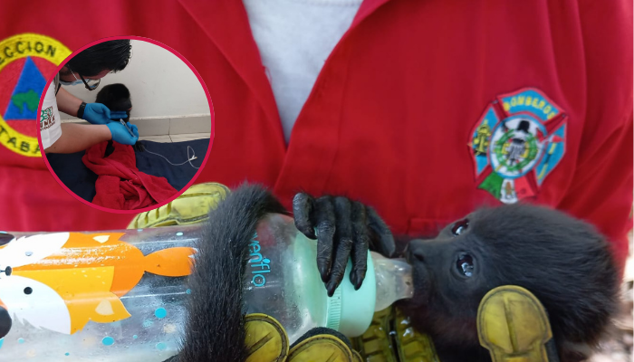 Monos saraguatos mueren por altas temperaturas en el sur de México